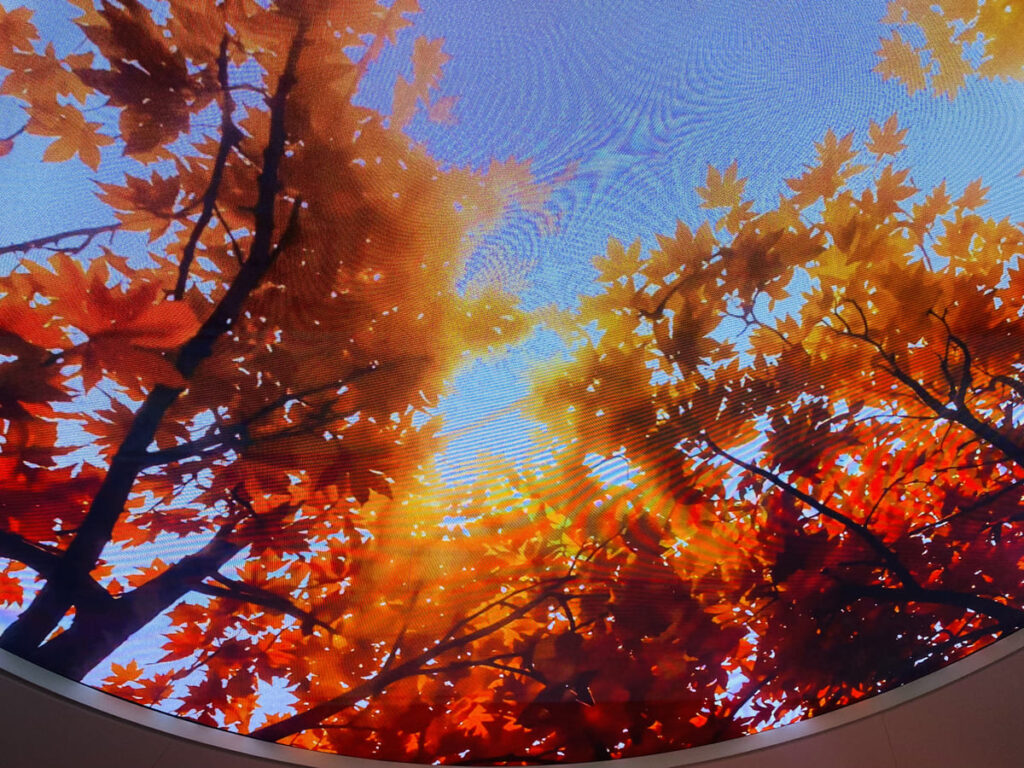 天井まで紅葉一色