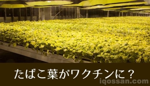 たばこ葉がコロナのワクチンに?1週間に300万本のワクチンが生産可能か BATが発表