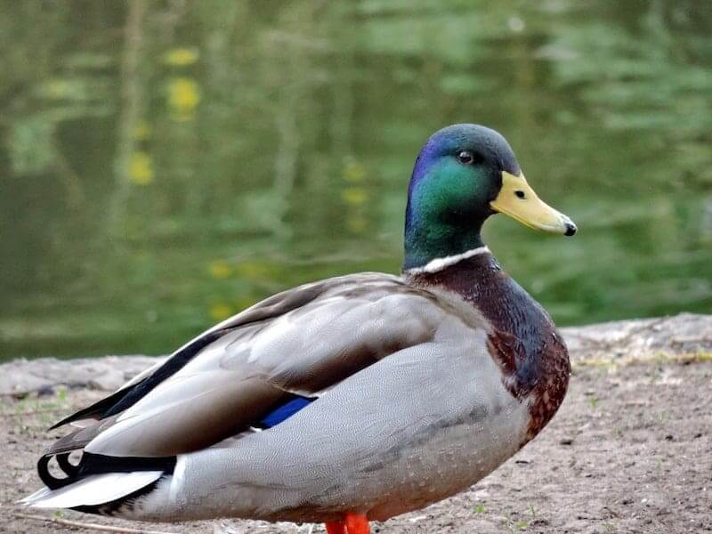 「鴨の羽色」は、この！鴨さんの首の青から緑にかかったような色合いのことを指します。鴨の顔ってこんな色してたのね。